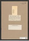 Navicula tahitiana Castr. (de-Toni-Nr.: Genus 1, Species 237) Zeichnungen Sammlung Grunow Nr. 569 (NHMW-BOT-W0366924)
